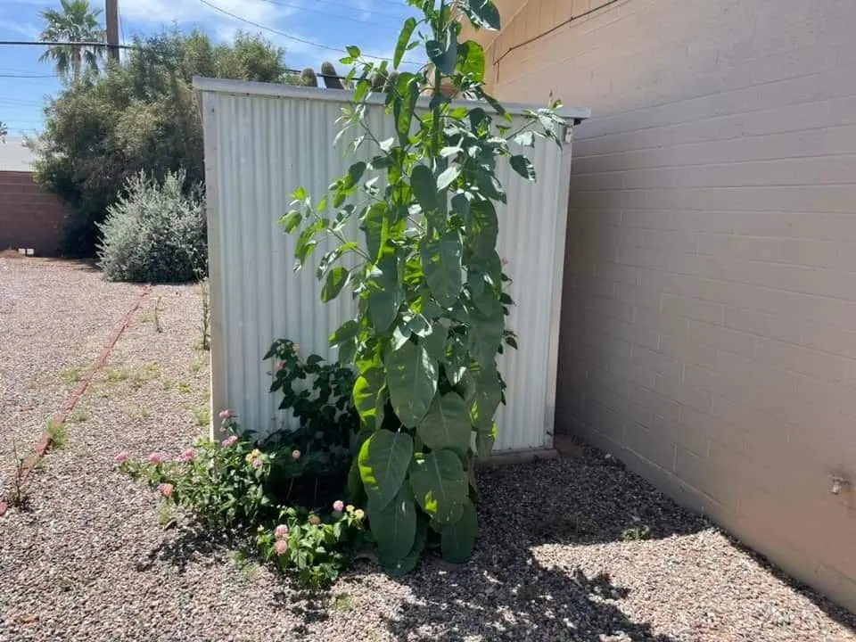 Affordable lawn care service with custom design across Phoenix, AZ - Solid Lawn Care