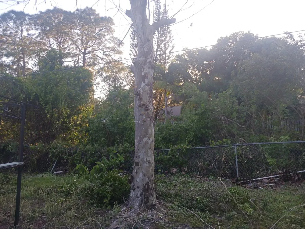 Trusted landscaping services experts serving Palm Bay, FL - Solid Lawns