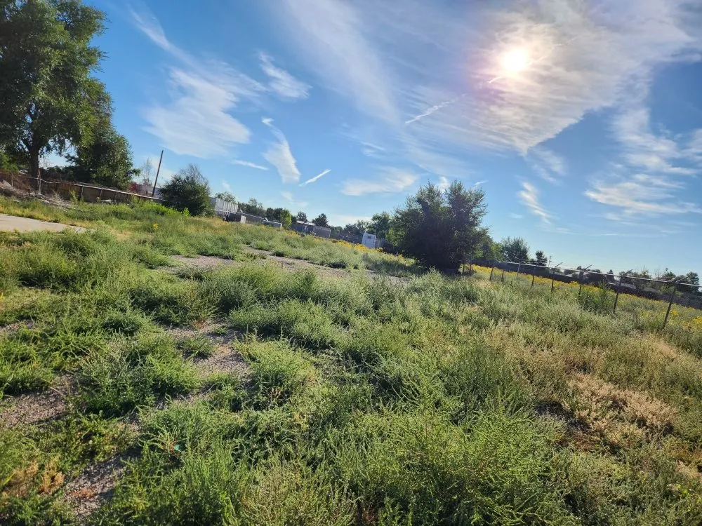 Affordable landscaping services experts serving Denver, CO - Solid Solutionz