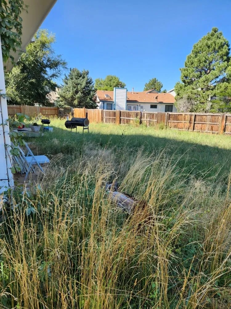 Professional yard cleanup service in Denver, CO - Solid Solutionz