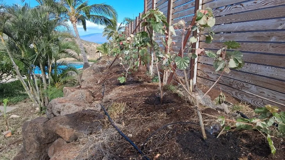 Top-rated landscape installation in Lahaina, HI - Solidified Outdoor Service's
