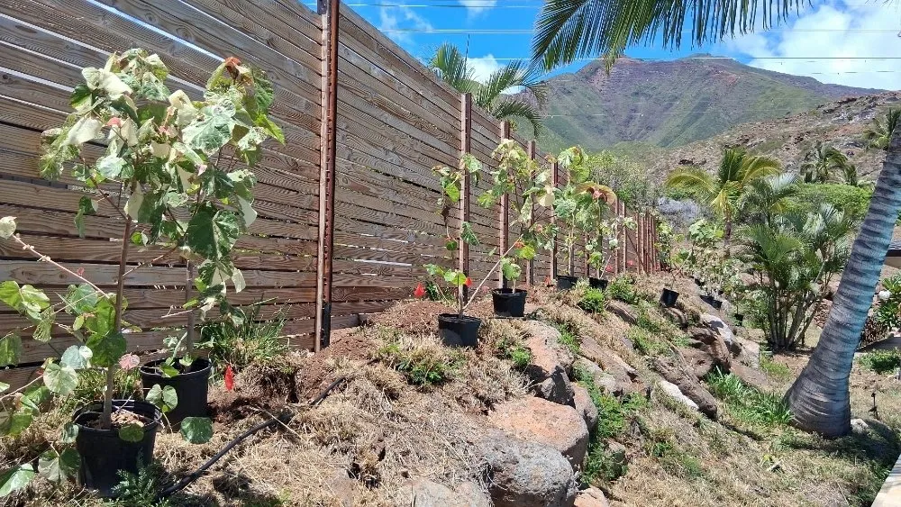 Expert lawn care service for outdoor upgrades across Lahaina, HI - Solidified Outdoor Service's