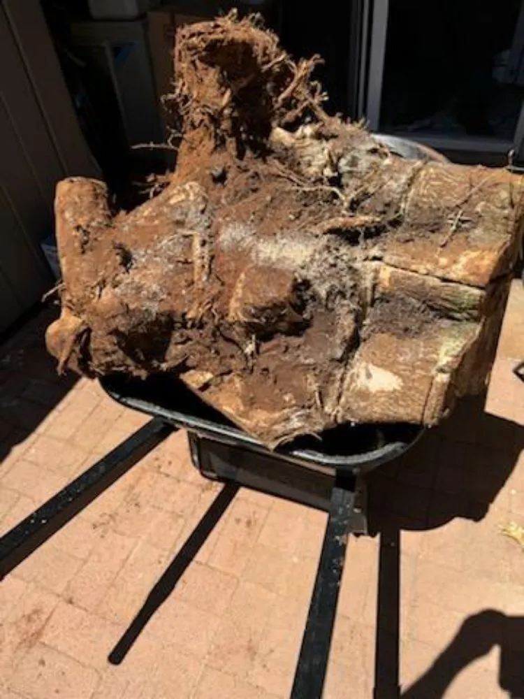 Affordable landscape design experts serving Lahaina, HI - Solidified Outdoor Service's