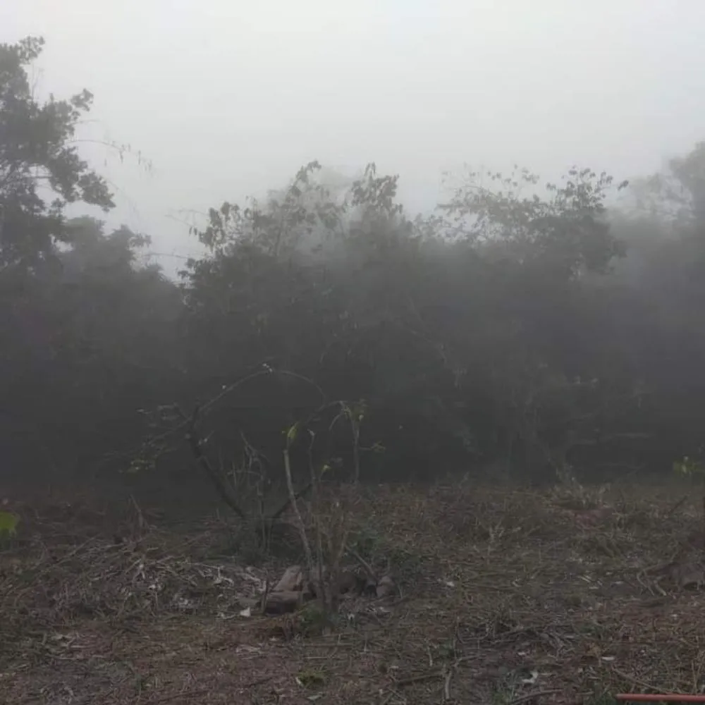 Trusted yard cleanup service for year-round maintenance in Lahaina, HI by Solidified Outdoor Service's