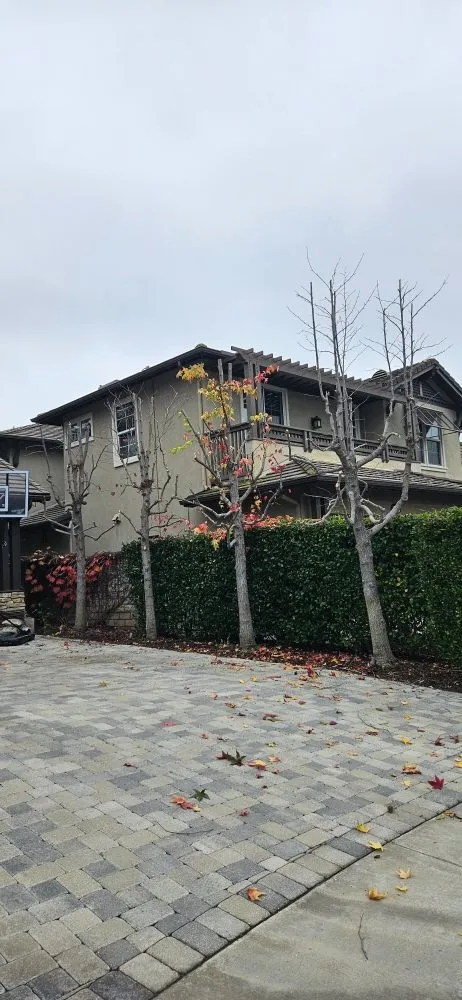 Trusted lawn care service in Laguna Beach, CA - Solis Garden Maintenance