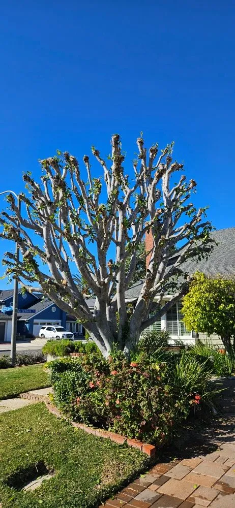 Trusted yard maintenance in Laguna Beach, CA - Solis Garden Maintenance