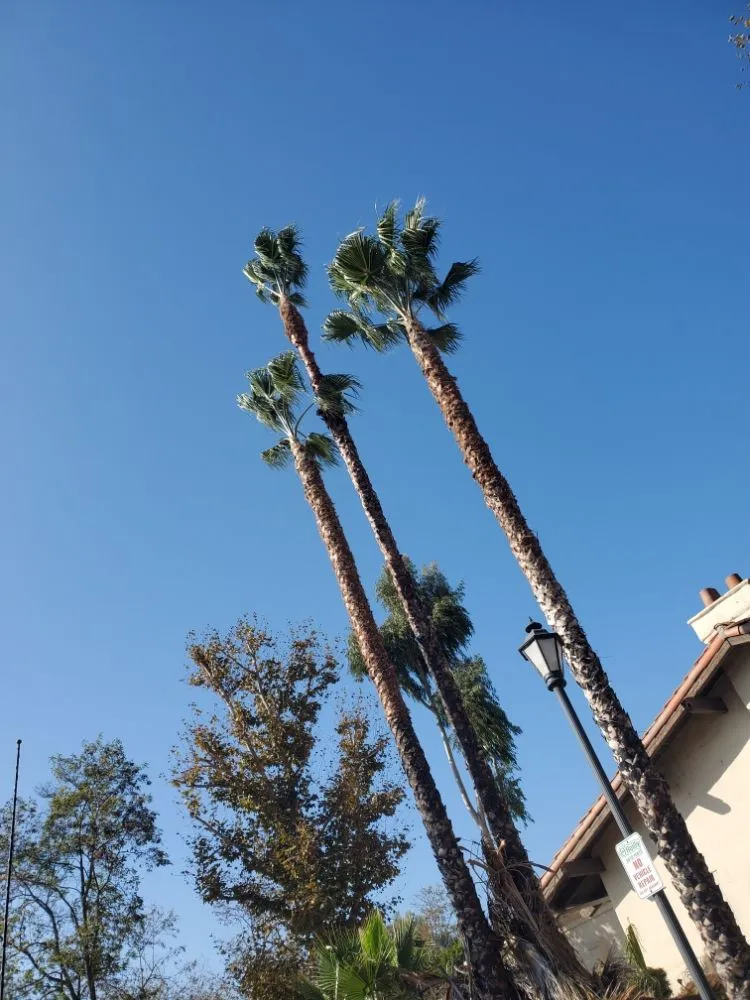 Local garden landscaping for year-round maintenance in Laguna Beach, CA by Solis Garden Maintenance