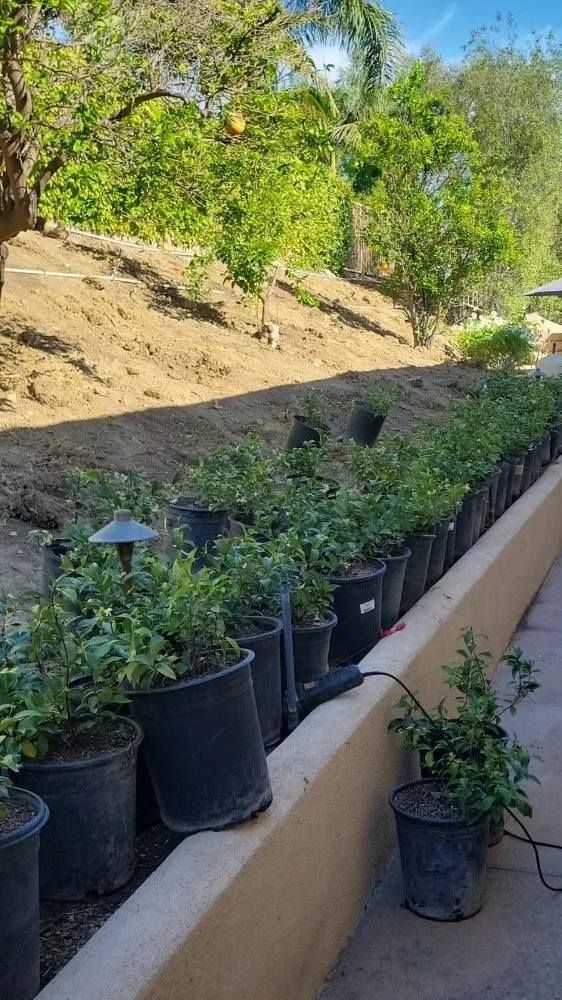 Local yard maintenance in Laguna Beach, CA by Solis Garden Maintenance