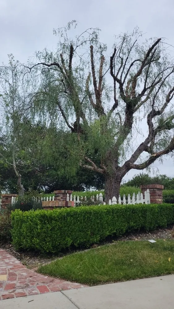 Top-rated landscape installation near you across Laguna Beach, CA - Solis Garden Maintenance