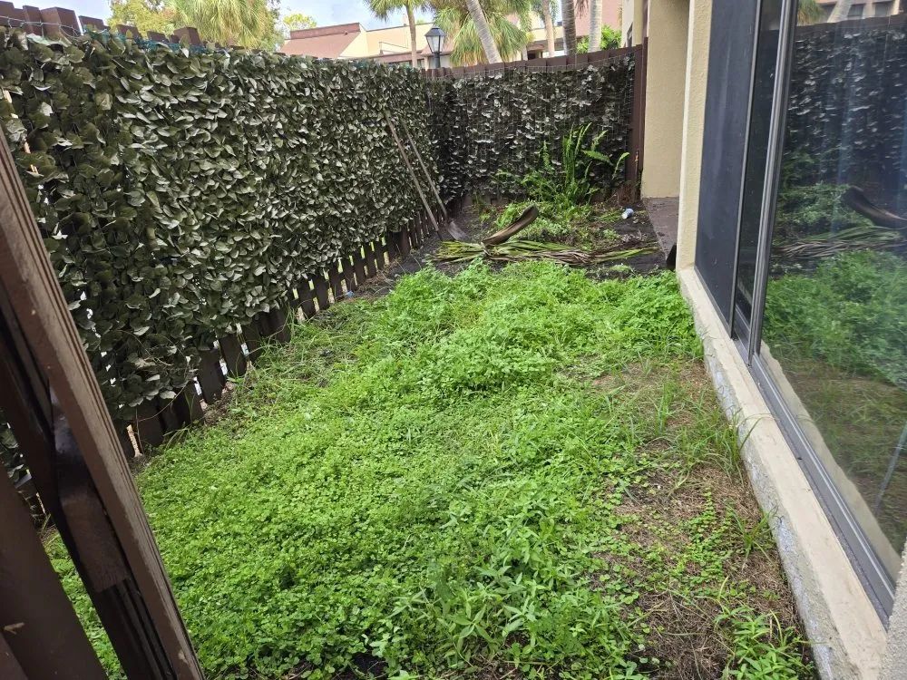 Professional yard maintenance in Tampa, FL by Solis Landscape & Irrigation