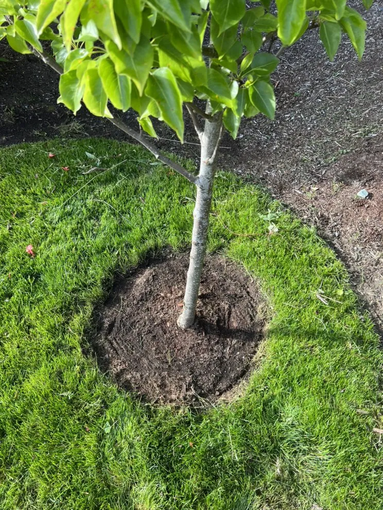 Affordable outdoor landscaping near you in Duvall, WA by Solis Landscape