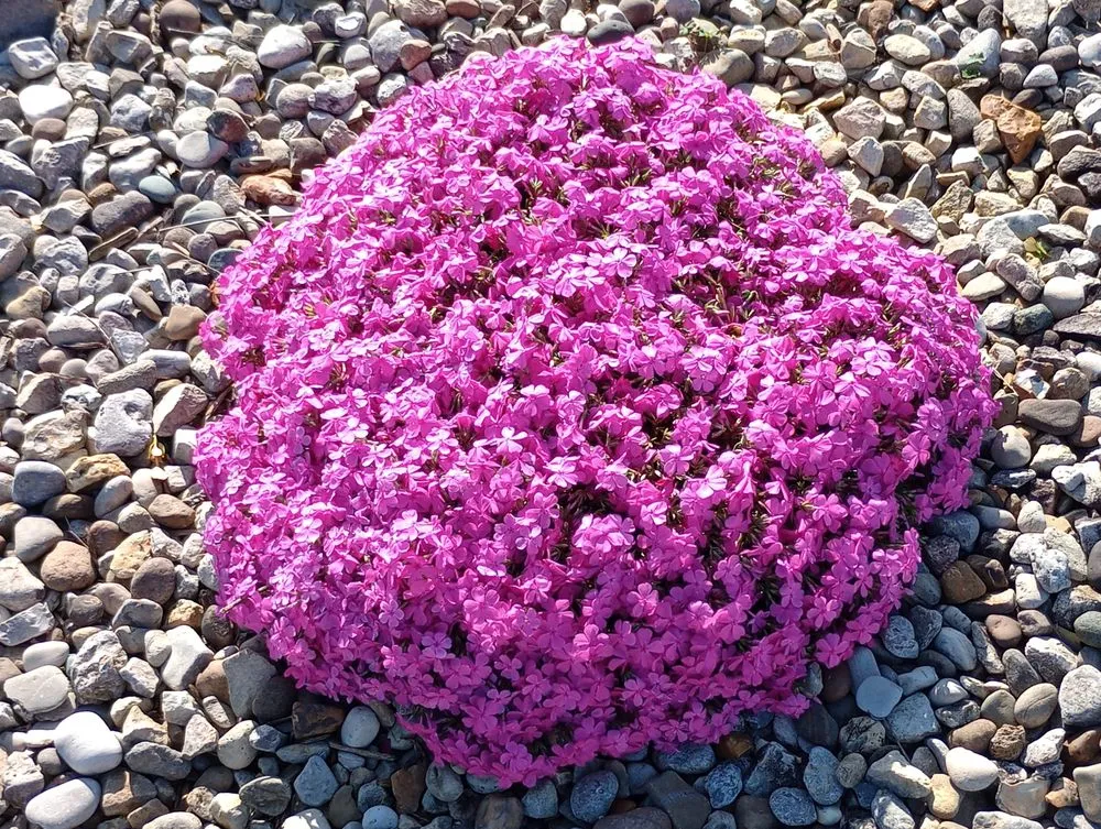 Expert garden landscaping for outdoor upgrades in Unionville, TN by Solis landscapes