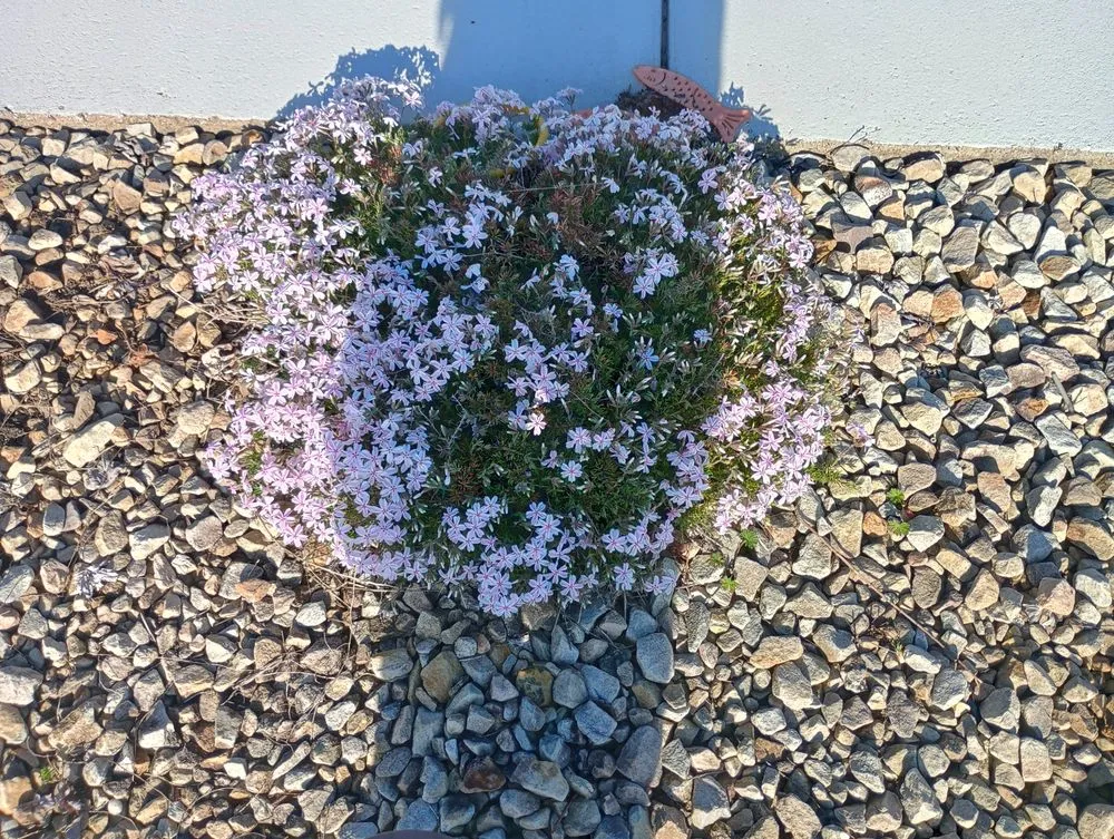 Reliable lawn care service in Unionville, TN by Solis landscapes