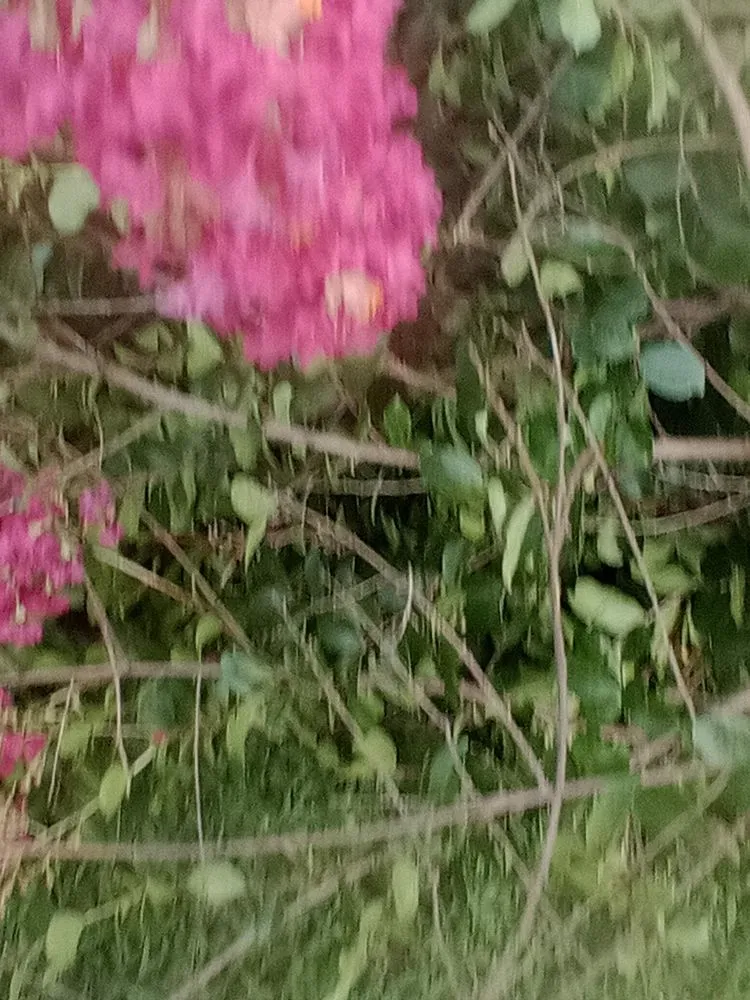 Local landscape installation for beautiful yards across Unionville, TN - Solis landscapes