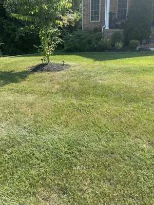 Solis Landscaping Services Logo