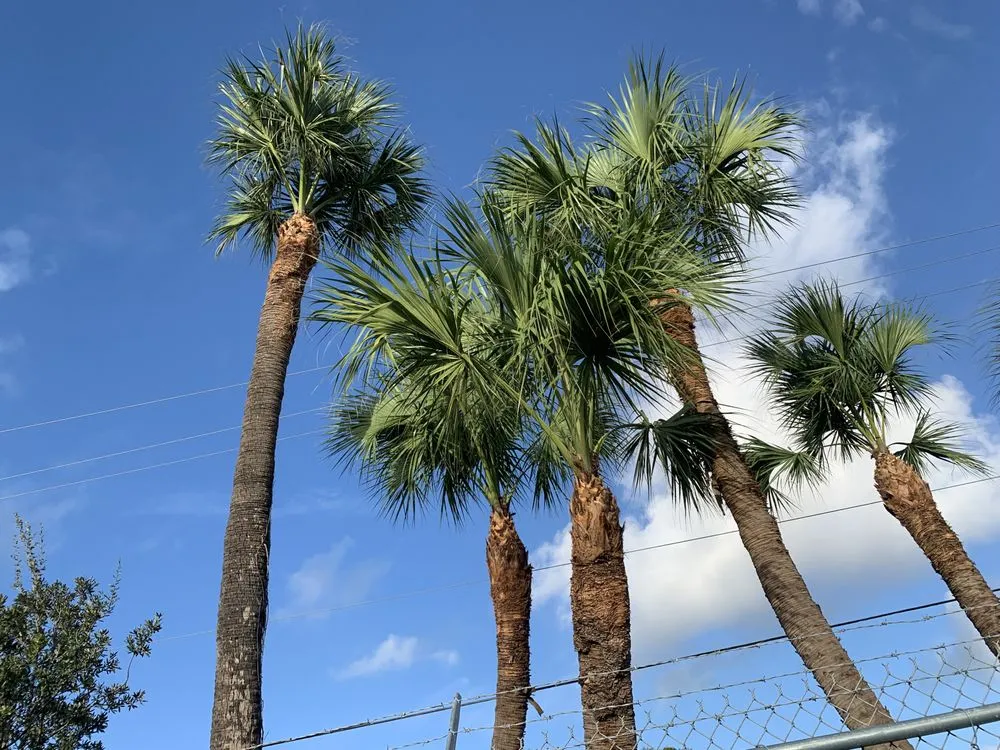 Top-rated residential landscaping in Indiantown, FL - Solis Landscaping Services