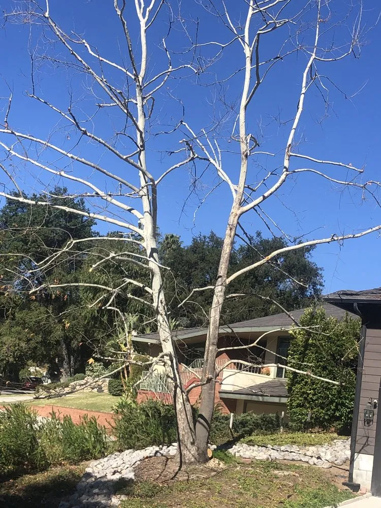 Custom lawn mowing service in Santa Clarita, CA by Solis Tree Service & Landscape