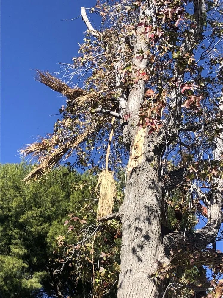 Custom landscape design for residential properties in Santa Clarita, CA by Solis Tree Service