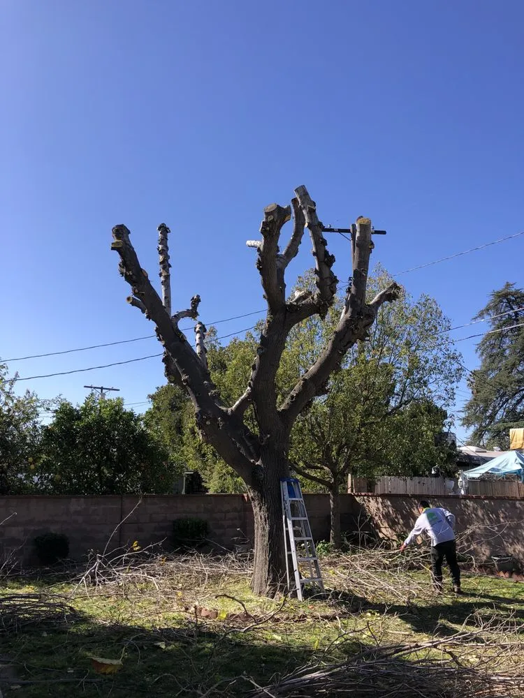 Custom garden landscaping in Santa Clarita, CA - Solis Tree Service
