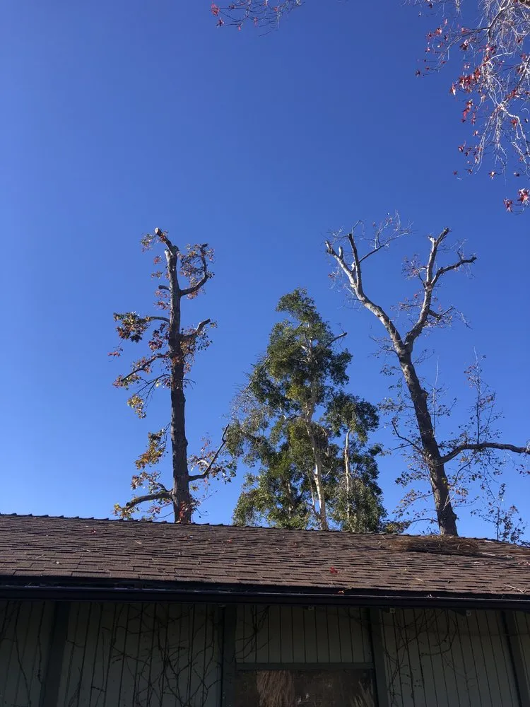 Custom yard cleanup service experts serving Santa Clarita, CA - Solis Tree Service