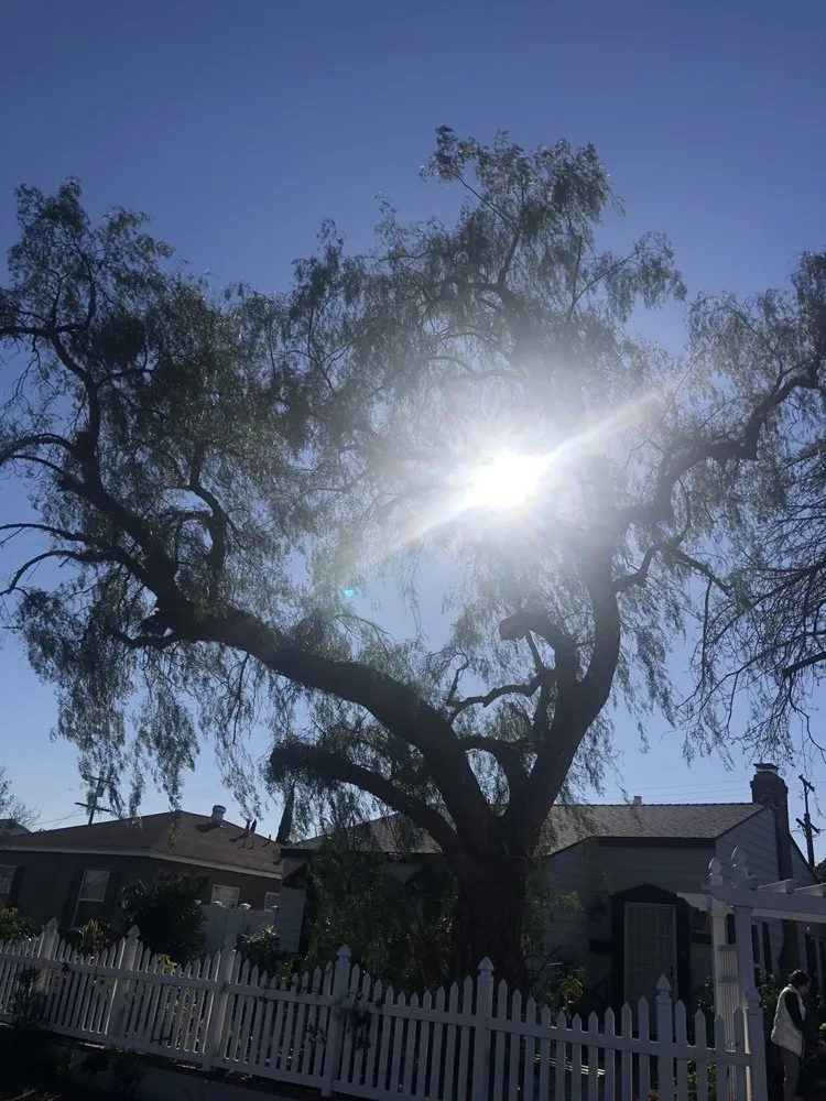 Reliable residential landscaping experts serving Santa Clarita, CA - Solis Tree Service