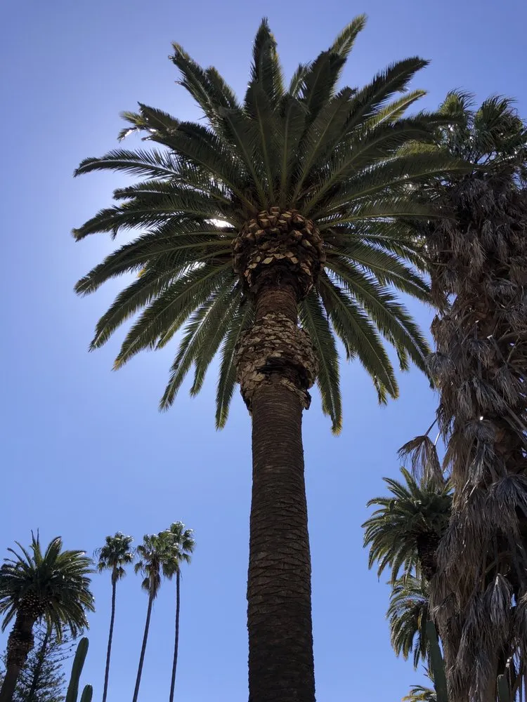 Custom landscape design for residential properties in Santa Clarita, CA by Solis Tree Service