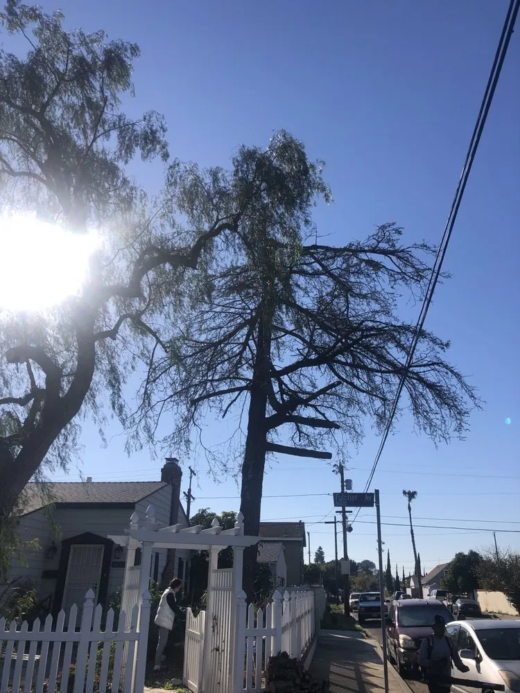 Professional residential landscaping for outdoor upgrades in Santa Clarita, CA by Solis Tree Service