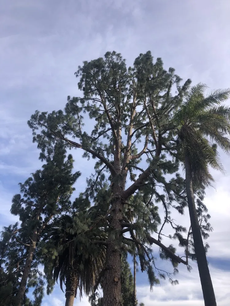 Affordable landscaping services in Santa Clarita, CA by Solis Tree Service