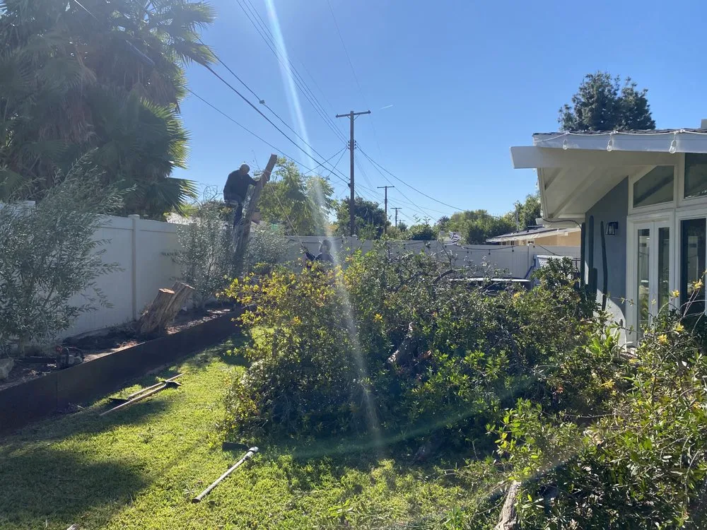 Local yard cleanup service in Santa Clarita, CA by Solis Tree Service