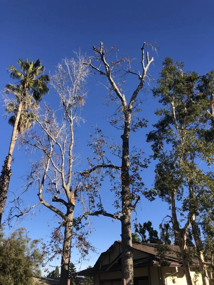 Reliable landscape installation for outdoor upgrades across Santa Clarita, CA - Solis Tree Service