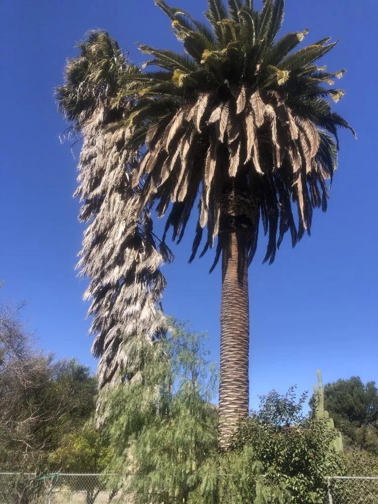 Top-rated yard cleanup service experts serving Santa Clarita, CA - Solis Tree Service