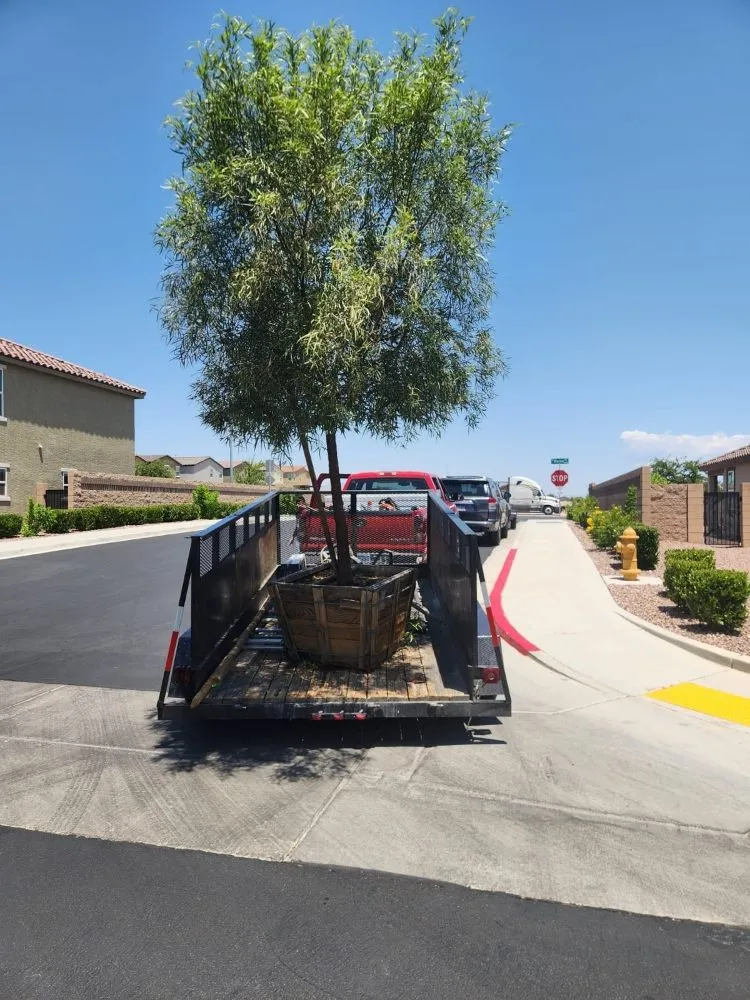 Affordable yard maintenance experts serving Las Vegas, NV - Solis Tree Services & Landscaping