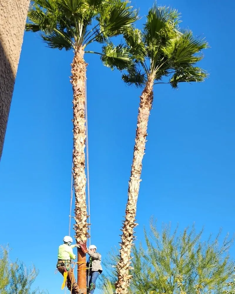 Top-rated landscape installation for year-round maintenance across Las Vegas, NV - Solis Tree Services & Landscaping