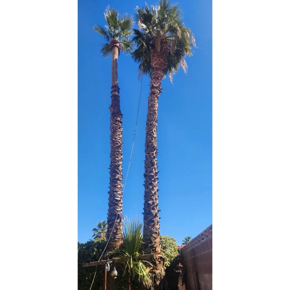 Custom outdoor landscaping for outdoor upgrades across Las Vegas, NV - Solis Tree Services & Landscaping