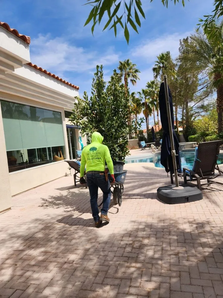 Reliable lawn care service experts serving Las Vegas, NV - Solis Tree Services & Landscaping