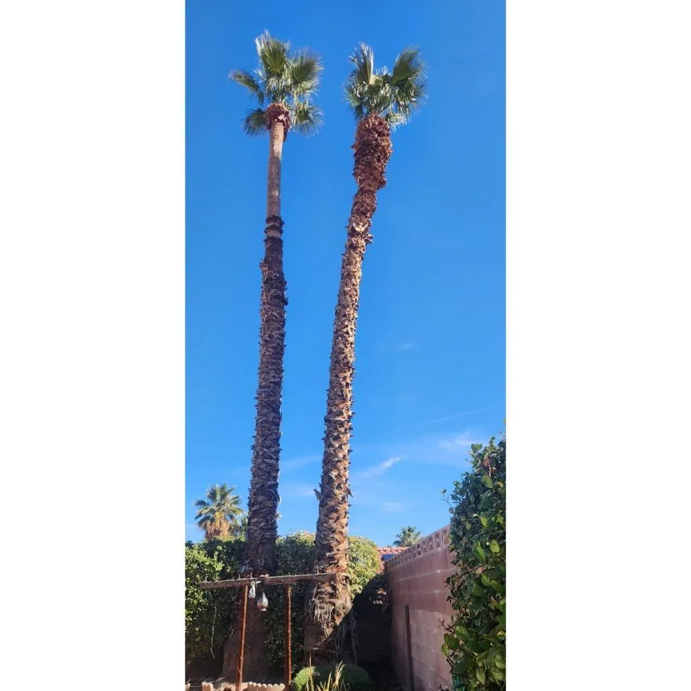 Trusted residential landscaping in Las Vegas, NV - Solis Tree Services & Landscaping