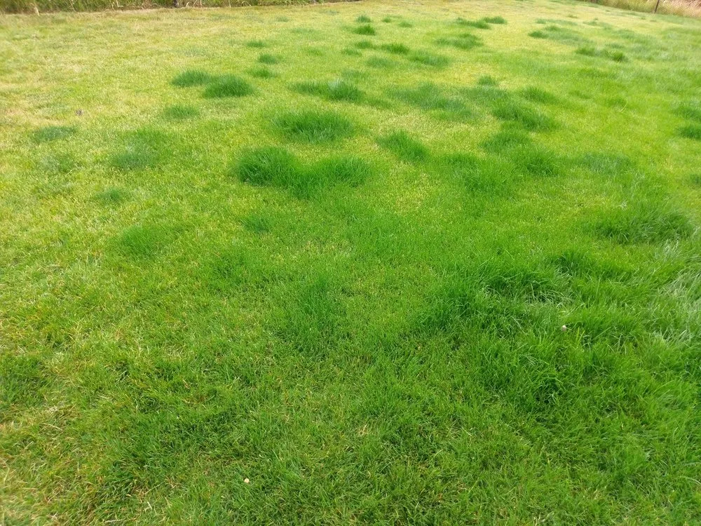 Top-rated landscaping services experts serving McMinnville, OR - Solitude Landscaping