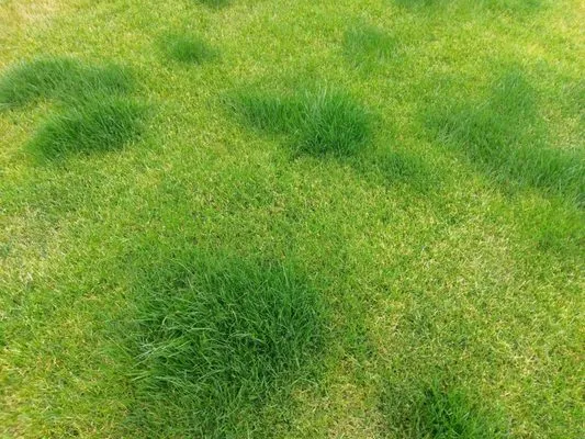 Solitude Landscaping