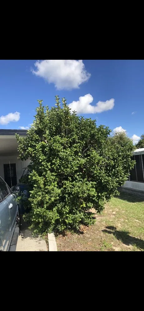 Local outdoor landscaping in Spring Hill, FL by Sollazzo’s Landscaping