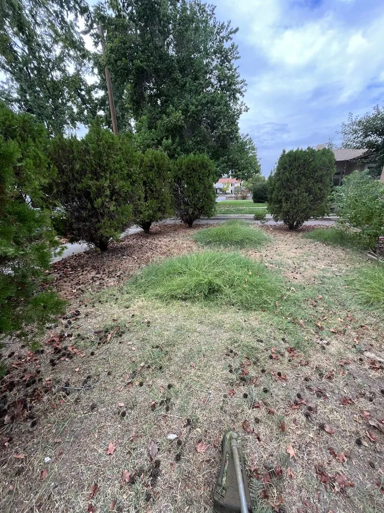 Top-rated landscaping services in Fresno, CA by Solo Green Lawn Service