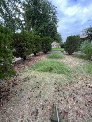 Solo Green Lawn Service Logo