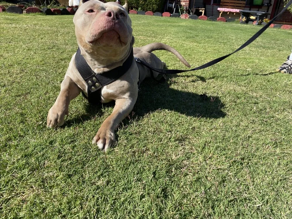 Affordable yard maintenance with custom design in Collinsville, OK by Solo lawns