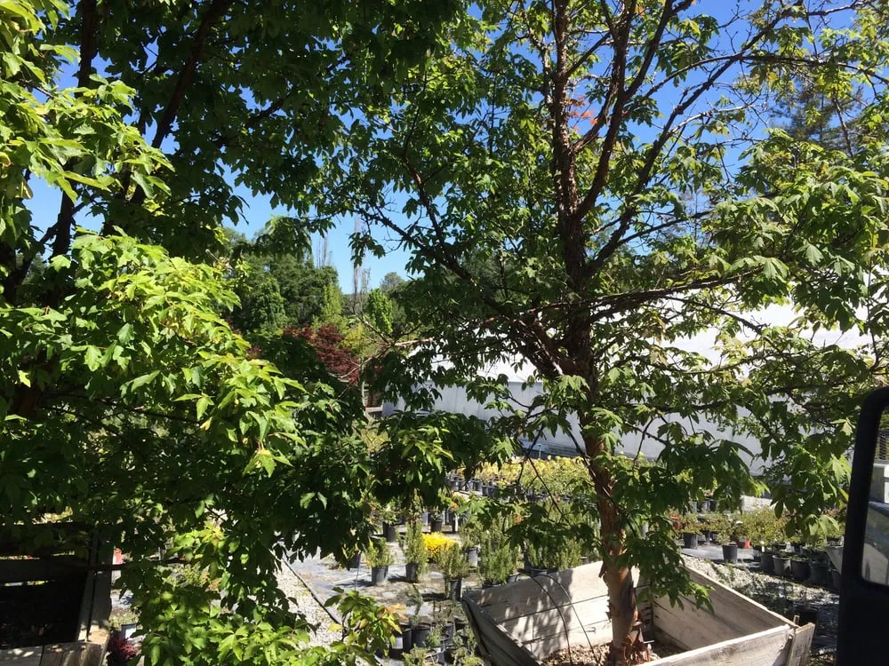 Professional yard maintenance for homes across Sonora, CA - Solomon's Gardens Nursery & Landscaping