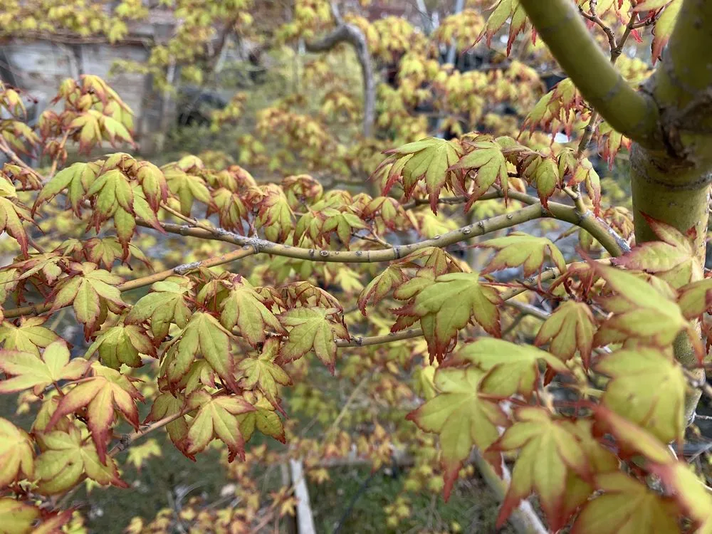 Top-rated landscape installation near you in Sonora, CA by Solomon's Gardens Nursery & Landscaping