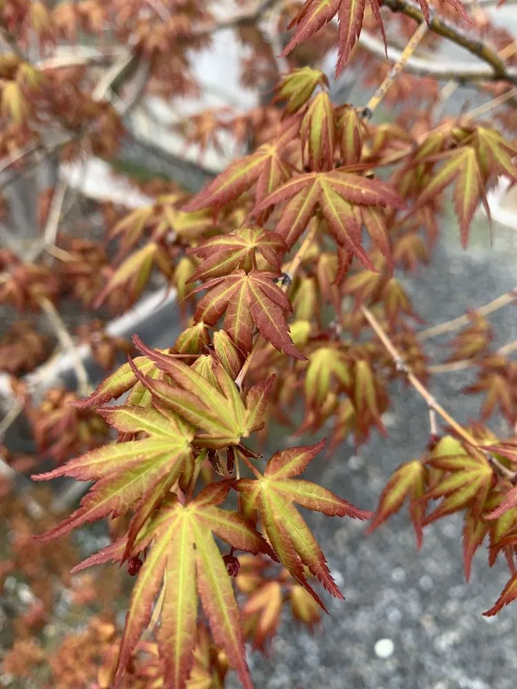 Affordable lawn care service for homes in Sonora, CA by Solomon's Gardens Nursery & Landscaping