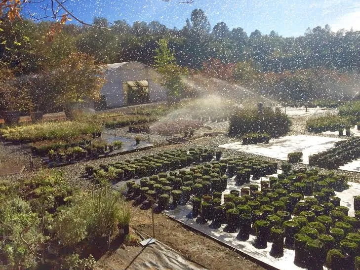 Professional landscape installation for year-round maintenance in Sonora, CA by Solomon's Gardens Nursery & Landscaping
