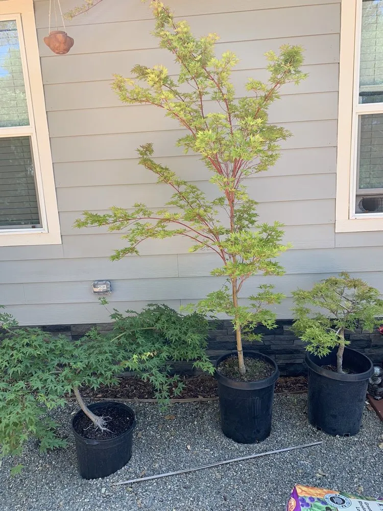 Professional garden landscaping in Sonora, CA by Solomon's Gardens Nursery & Landscaping