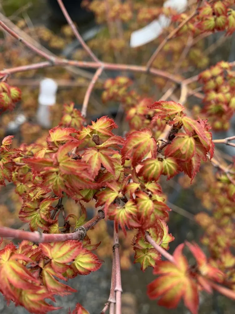 Local yard maintenance for residential properties in Sonora, CA by Solomon's Gardens Nursery & Landscaping