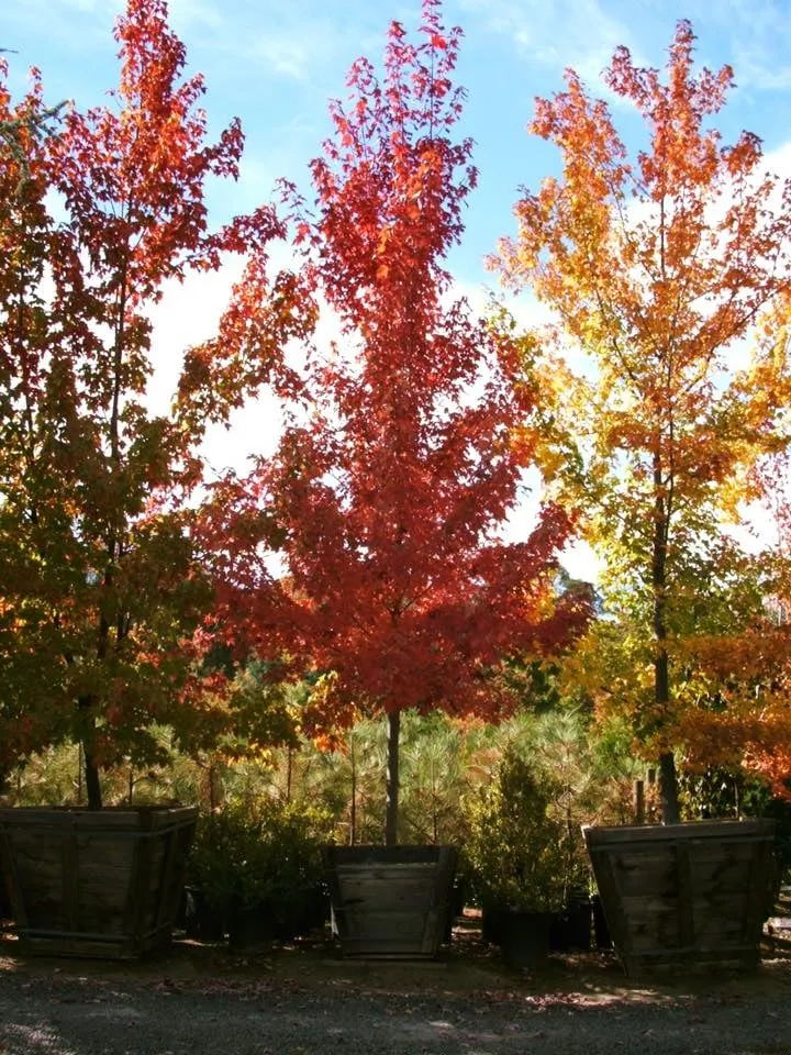 Top-rated outdoor landscaping in Sonora, CA - Solomon's Gardens Nursery & Landscaping