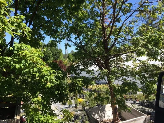 Solomon's Gardens Nursery & Landscaping